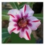 Wonder Star Adeniums Obesum Plants – Violet Desert Rose in Ceramic Pot