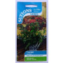 SUTTONS England Thyme Common – 450 Seeds | Culinary & Medicinal Herb | Hardy Perennial from UK