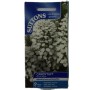 Suttons UK Candytuft Mount Hood Seeds – 40 White Blooms for Sunny Borders & Pollinator-Friendly Gardens