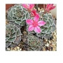 Tacitus Bellus Succulent Plants – Deep Pink Star-Shaped Blooms in Ceramic Pot | Compact Rosette for Indoor Display