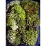 Terrarium Moss – Live Multi-Species Pack for Naturalistic Decor & Wabi Kusa