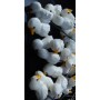 White Little Bird Miniature Figurines Decoration for Terrariums, Succulents & Fairy Gardens – Set of 4
