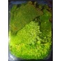 Terrarium Dry Moss Pack