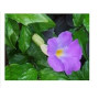 Thunbergia Erecta Flowering Plants – Bush Clock Vine with Lavender Blooms in Ceramic Pot
