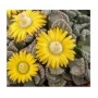 Titanopsis Calcarea Succulent Plants – Textured Rosettes with Tubercled Leaves in Black Pot | Yellow-Orange Blooms for Rock Gardens
