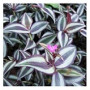 Tradescantia Zebrina Succulent Plants – Wandering Jew with Purple-Silver Foliage in Ceramic Pot | Trailing Indoor Perennial