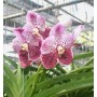 Vanda Orchids Plants VMB1244