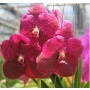 Vanda Orchids Plants VMB1245