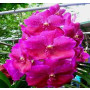 Vanda Orchids Plants VMB1246