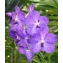 Vanda Orchids Plants VMB1256