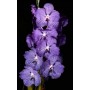 Vanda Orchids Plants VMB1260