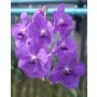 Vanda Orchids Plants VMB1261