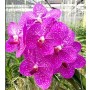 Vanda Orchids Plants VMB1267
