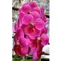 Vanda Orchids Plants VMB1288