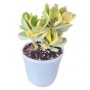 Variegated Jade Succulent Plants – Lucky Money Plant for Home & Office Décor