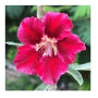 Velvet Beauty Adeniums Obesum Plants – Maroon Bloom | Ceramic Pot | Easy-to-Grow Caudiciform