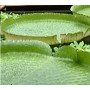 Victoria Cruziana Water Lily Seeds – 10 Seeds of Giant Aquatic Majesty