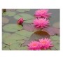 Six PC Water Lily Live Plants – Pink & White Aquatic Blooms with Bulb & Root