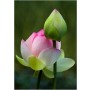 Water Lotus Live Plants – 1 PC Dwarf Species with Bulb & Root for Koi Ponds & Indoor Pots