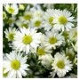White Aster Flowering Plants – Hardy Perennials with Elegant Daisy-Like Blooms in Ceramic Pot