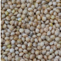 White Millet for Birds – Premium Avian Feed | 1kg Pack | Natural & Nutrient-Rich