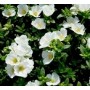 White Portulaca Oleracea Succulent Plants – Annual Blooming Groundcover with Fleshy Leaves