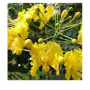 Yellow Caesalpinia Pulcherrima Flowering Plants – Flava Guletura Peacock Shrub with Ceramic Pot