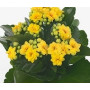 Yellow Kalanchoe Succulent Plants – Madagascar Native with Bright Blooms and Thick Foliage
