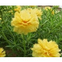Yellow Portulaca Succulent Plants – Sun-Loving Groundcover with Vibrant Blooms
