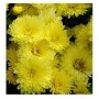 Yellow Chrysanthemum Flowering Plants