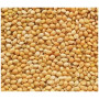 Golden Yellow Millet for Birds – Premium Avian Superfood | 10kg Pack | Natural & Digestive-Friendly