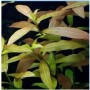 Hygrophila Polysperma